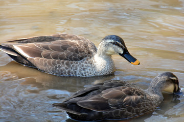 Duck on Water