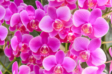 Obraz premium The group of pink orchid. background of pink orchid