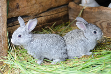 Bunnies on the green grass
