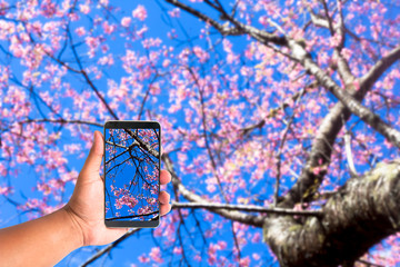 hand hold mobile phone on blurred of Prunus cerasoides flower on blue sky background