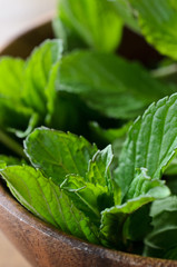 キューバミント