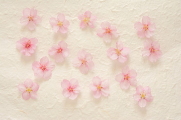 桜の花　和紙背景

