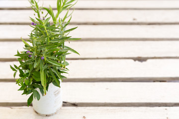 decoration pot plant  on white plank background