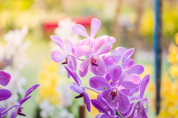 orchid