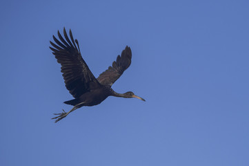 Limpkin in flight