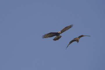Pair of juvenile snail-kites in flight