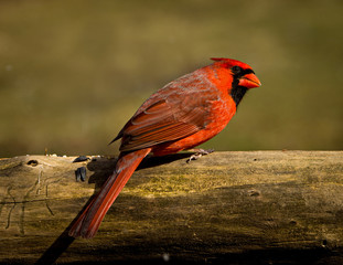 Male cardinal sitting on dead log
