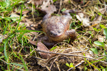 a frog enjoys the sun shinning