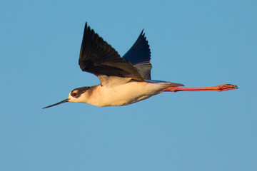 Obraz premium Black-necked stilt flying in the warm sunset light 