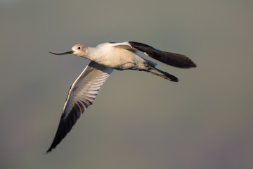 American avocet flying in the warm sunset light 