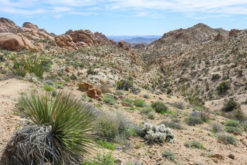 Colorado Desert scenery