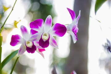 orchid