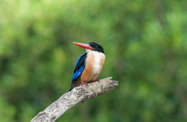 Black-capped Kingfisher (Halcyon pileata)