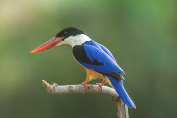 Black-capped Kingfisher (Halcyon pileata)