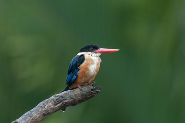 Black-capped Kingfisher (Halcyon pileata)