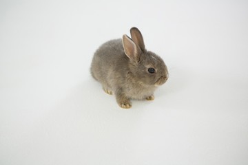 Easter bunny on white background