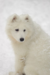 Obraz na płótnie Canvas Samoyed puppy in winter
