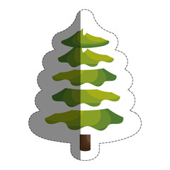 pine tree icon