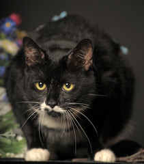Black and white cat on dark background
