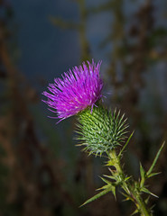 Bull thistle in bloom