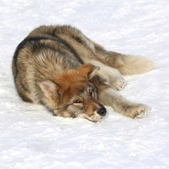 The dog lies on the snow. C
