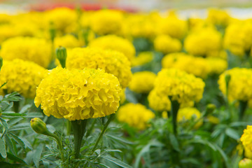 marigold flower or calendula flower in beautiful garden