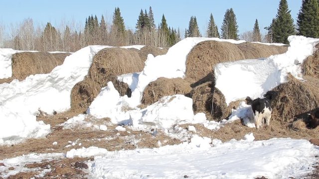 Pets at a winter farm eating hay in Russia