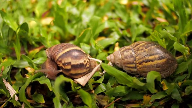 snail moving on tropical capet grass