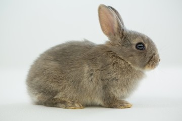 Easter bunny on white background