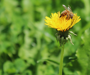 Bee on dandelion- close up