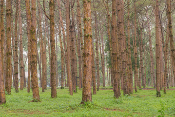 trunks of tall old trees in a pine forest