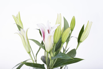 Beautiful white lily flower close-up isolated on the white background