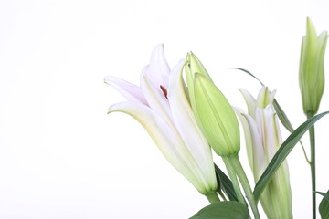 Naklejka premium Beautiful white lily flower close-up isolated on the white background
