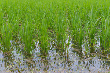 Rice berry in farm (Thai black jasmine rice)