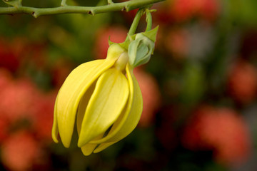 Obraz premium Ylang - ylang flower (Cananga odorata)