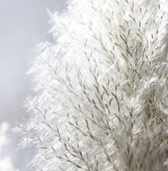 Flowering grass with lighting Soft and dreaming background