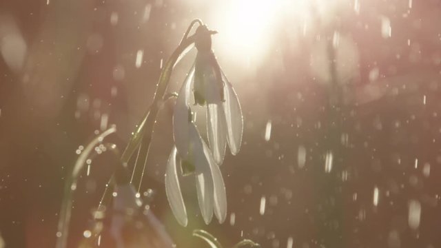 CLOSE UP, SLOW MOTION, DOF: Fresh spring rain falling on beautiful bell-shaped Galanthus flowers growing in the garden. Shining in the sunlight raindrops watering snowdrops on golden light morning