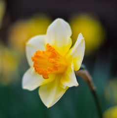 Naklejka na ściany i meble Daffodil Close Up