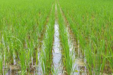 Obraz premium Rice berry in farm (Thai black jasmine rice)