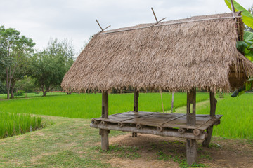 Cottage or hut in Rice berry field (Thai black jasmine rice)