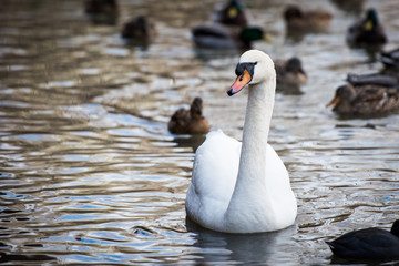 SWAN, WATER, POND, UTAH, WILDLIFE, BIRDS 