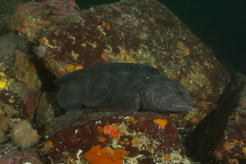 Fototapeta premium Wolf Eel
