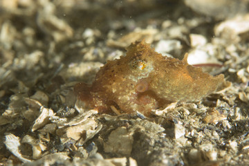 Baby Octopus
