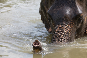Portrait of an elephant in water with a raised proboscis in sunny day