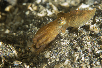 Baby Octopus Swimming