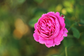 Beautiful rose in garden