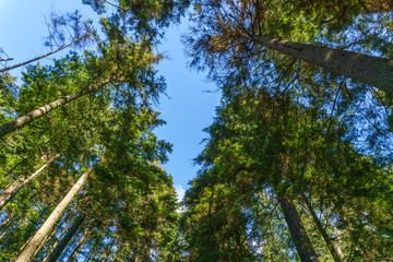 Tree tops are illuminated by the spring sun against sky