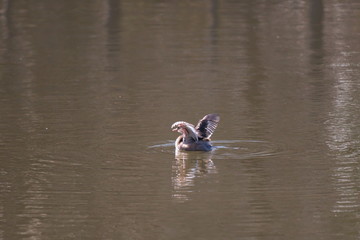 羽ばたくカイツブリ