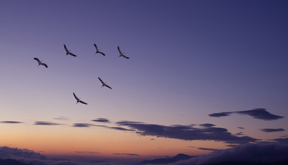 Landscape during sunset with flying birds