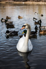 SWAN, WATER, POND, UTAH, WILDLIFE, BIRDS 